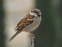 Passer domesticus