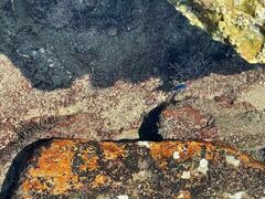 Microspathodon bairdii