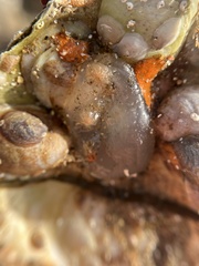 Ascidiella aspersa