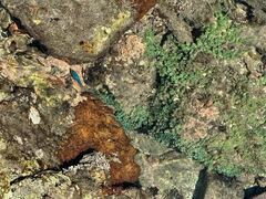 Microspathodon bairdii