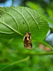 Hamataliwa