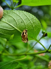 Hamataliwa