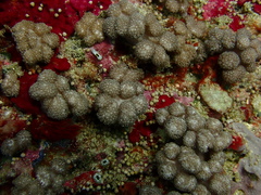 Asterospicularia randalli