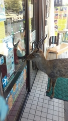 Cervus nippon centralis