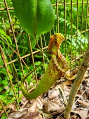Nepenthes rafflesiana