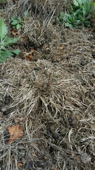 Sympetrum striolatum