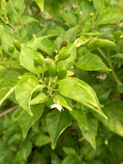 Capsicum annuum
