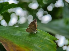 Spalgis epius