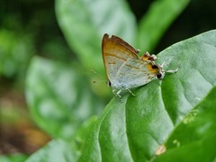 Hypolycaena thecloides