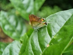Hypolycaena thecloides
