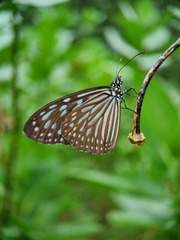 Ideopsis vulgaris