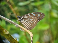 Ideopsis vulgaris