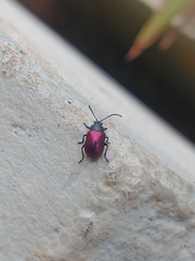 Freudeita cupripennis