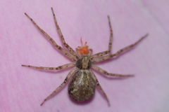 Philodromus
