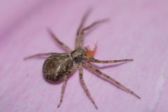Philodromus