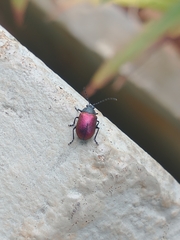 Freudeita cupripennis