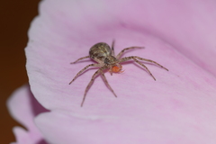 Philodromus