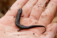 Desmognathus valtos