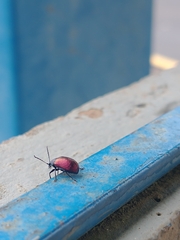 Freudeita cupripennis