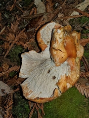 Hypomyces lateritius