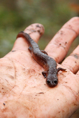 Pseudotriton montanus montanus