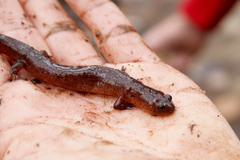 Pseudotriton montanus montanus