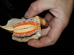 Hypomyces lateritius