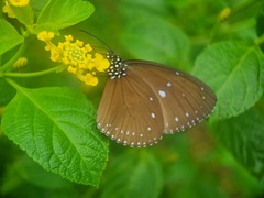 Euploea tulliolus
