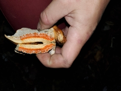 Hypomyces lateritius