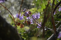 Jacaranda mimosifolia