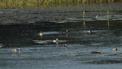 Nettapus coromandelianus