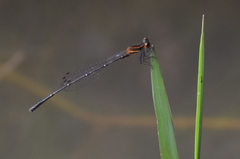 Prodasineura verticalis