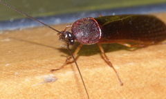 Cyrtotria