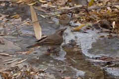 Turdus naumanni