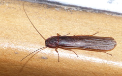 Cyrtotria