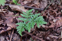 Sceptridium robustum