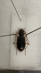 Nebria lewisi
