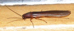 Cyrtotria