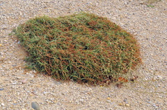 Amaranthus muricatus