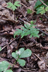 Sceptridium robustum