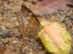 Tanaecia pelea