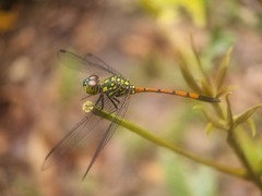 Agrionoptera insignis
