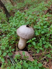 Cosmospora khandalensis