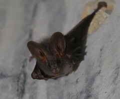 Megaderma spasma