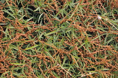 Amaranthus muricatus