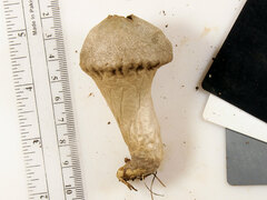 Cosmospora khandalensis