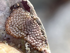 Cryptosula pallasiana