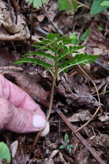 Sceptridium robustum