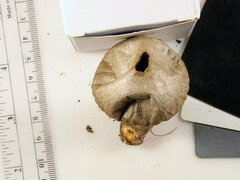 Cosmospora khandalensis