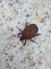 Allorrhina cornifrons